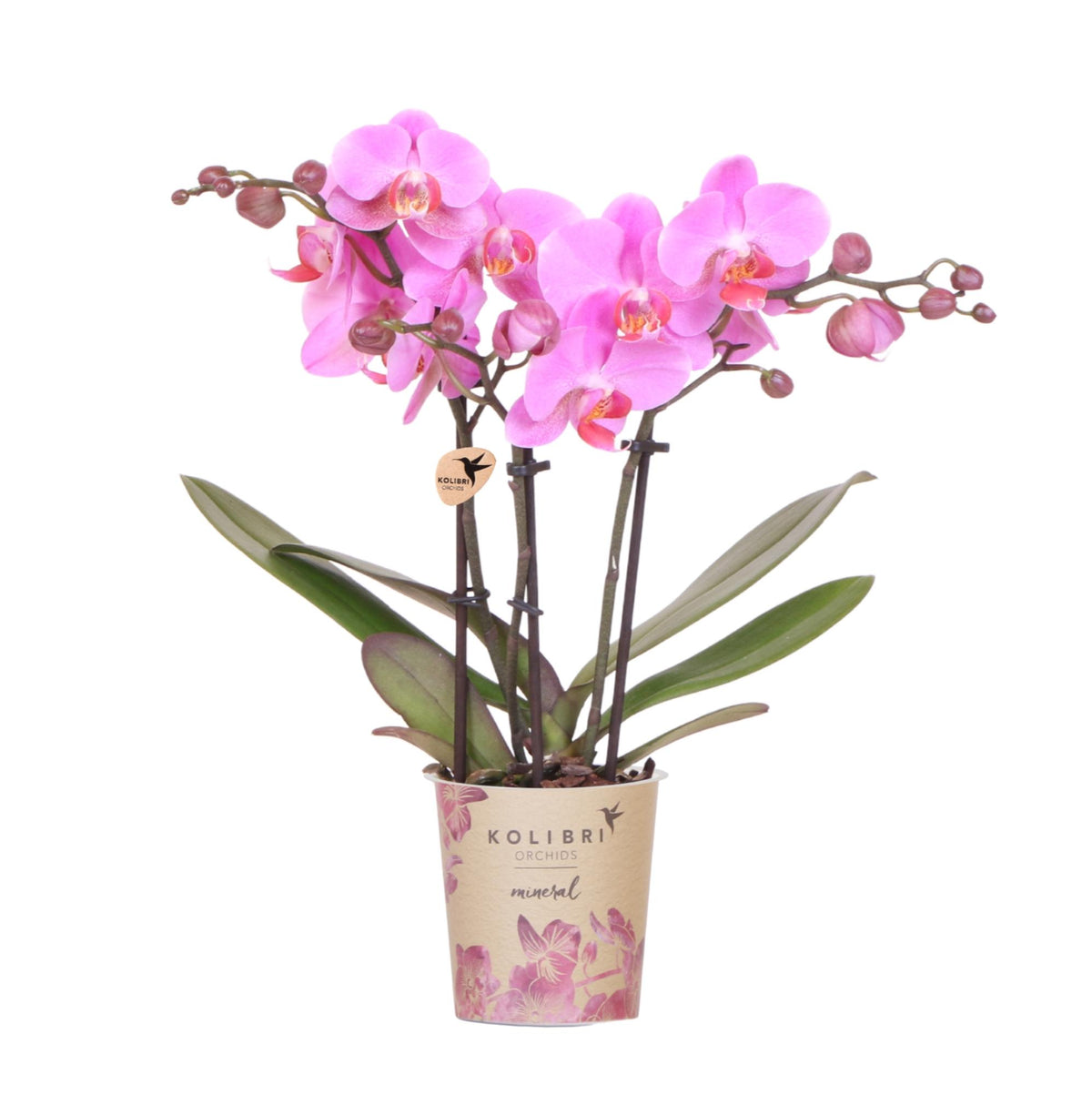 Kolibri Orchids | Violett-Rosa Phalaenopsis-Orchidee Topfgröße Ø9cm | Frederikstad | Blühende Zimmerpflanze – Frisch vom Züchter