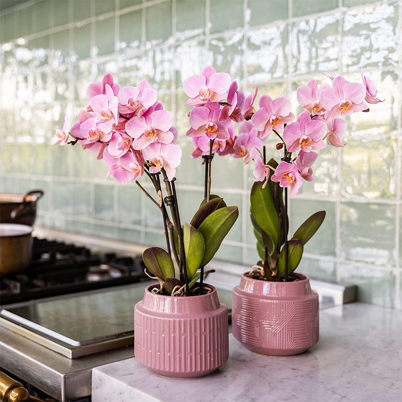 Kolibri Orchids - Überraschungsbox Einfarbig - Pflanzen-Vorteilsbox - Überraschungsbox mit 2 Orchideen - Frisch vom Züchter