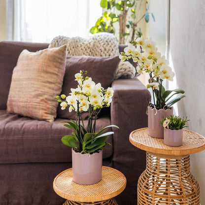 Kolibri Orchids | Kombi-Angebot - 4 Weiße Phalaenopsis Orchideen Blossom Lausanne - Ø12 cm