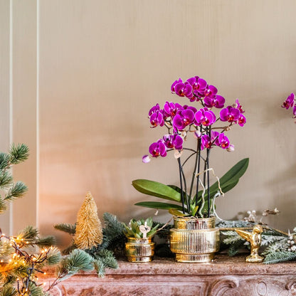 Kolibri Orchids | Geschenkset Allure Shiny Gold - Weiße Phalaenopsis Orchidee Mineral Amabilis & Sukkulente