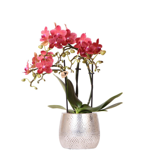 Kolibri Orchids | rote Phalaenopsis Orchidee - Congo + Elite Topf silber - Topfgröße Ø9cm | blühende Zimmerpflanze im Blumentopf - frisch vom Züchter