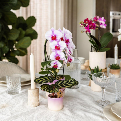 Kolibri Home | Gradience Übertopf - Violett - Ø6cm