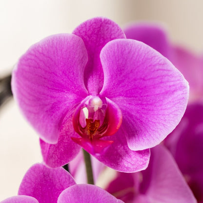 Kolibri Orchids | Kombi-Angebot - 4 Violette Phalaenopsis Orchideen Niagara Fall Free Ride - Ø12 cm