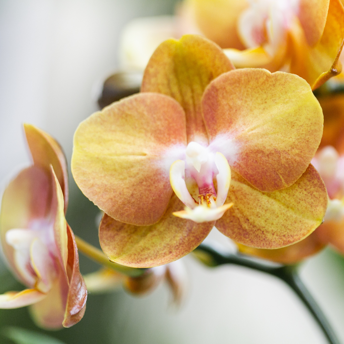 Kolibri Orchids | KOMBI ANGEBOT von 2 Phalaenopsis-Orchideen - Las Vegas - Topfgröße Ø12cm | blühende Zimmerpflanze - frisch vom Züchter