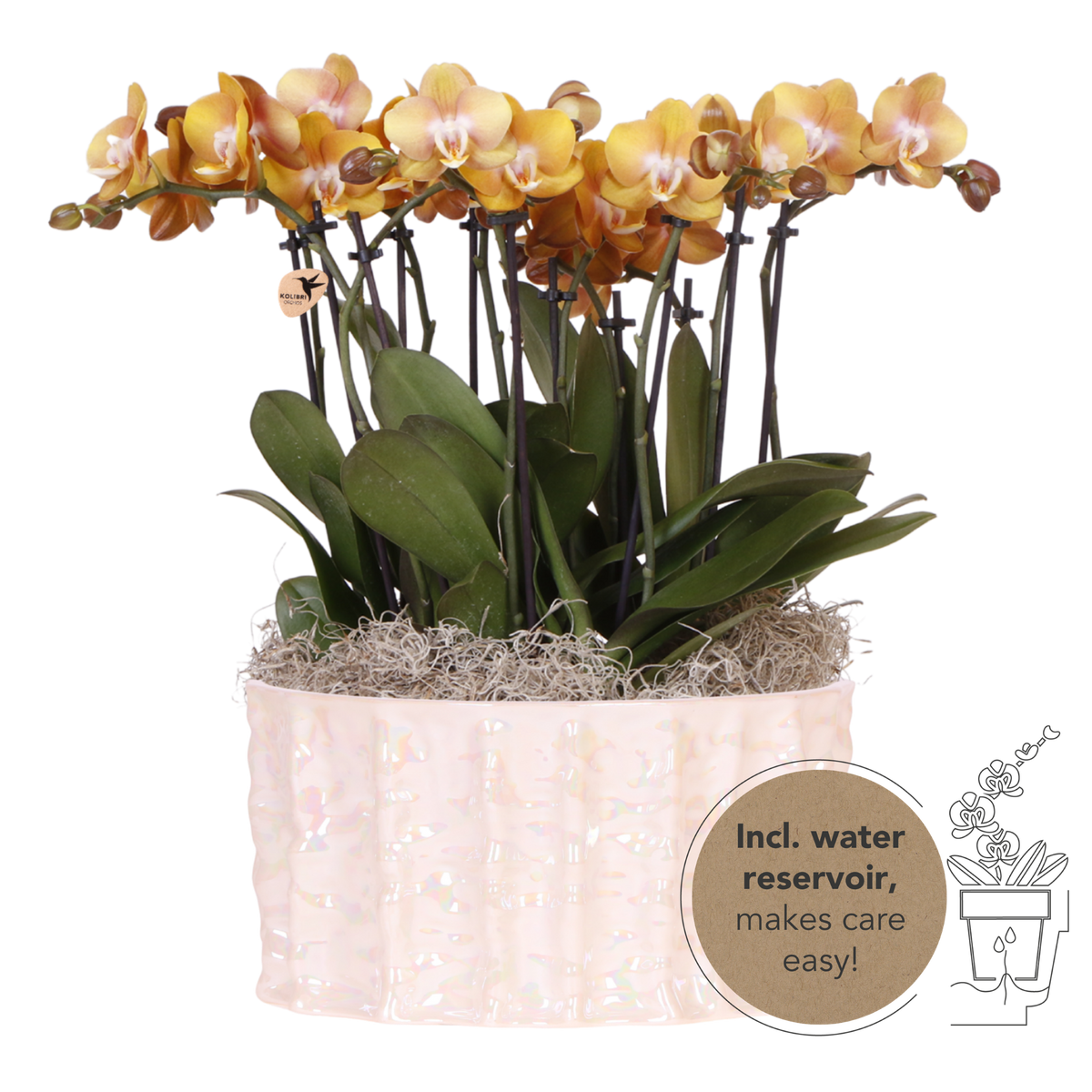 Kolibri Orchids | Oranges Mono Bouquet Jewel Las Vegas in Oyster Dish
