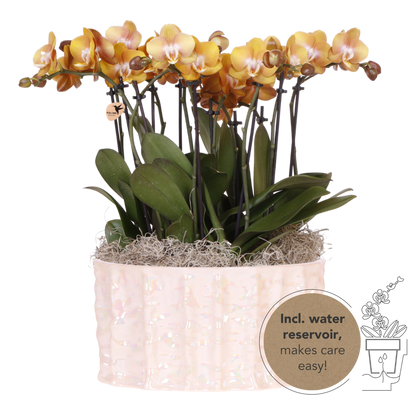 Kolibri Orchids | Oranges Mono Bouquet Jewel Las Vegas in Oyster Dish