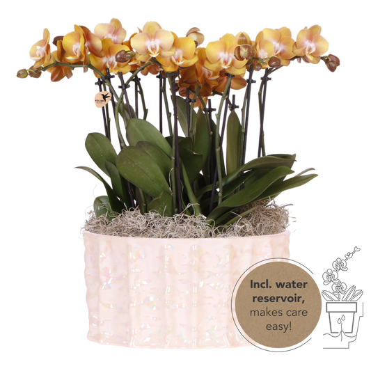 Kolibri Orchids | Oranges Mono Bouquet Jewel Las Vegas in Oyster Dish