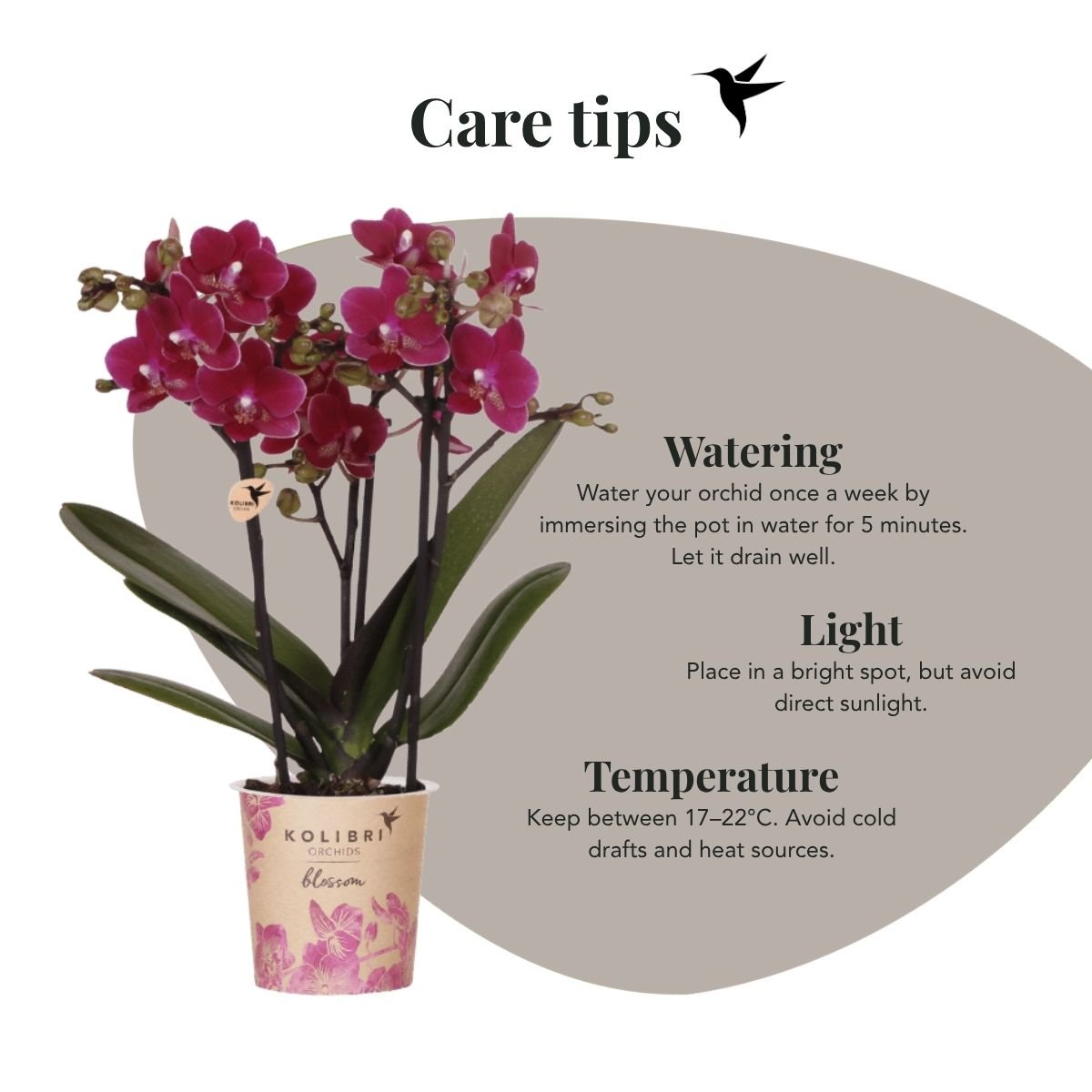 Kolibri Orchids | Pflanzenset Cotton Lila - Lila Phalaenopsis Orchidee Blossom Chamonix, Sukkulenten & Calathea Makoyana