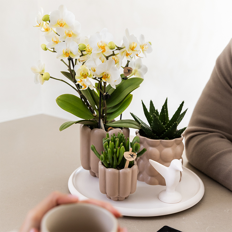 Geschenkset Slow Living | Grüne Pflanzen mit Weißer Phalaenopsis Orchidee Lausanne in Beigen Keramiktöpfen auf Weißem Tablett