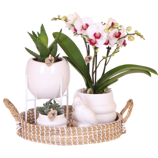 Set Large White