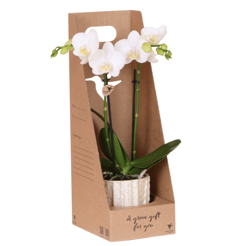 Kolibri Orchids | Weiße Amabilis Orchidee Geschenkset - inkl. Giftbox, Orchidee & Übertopf - Ø9cm