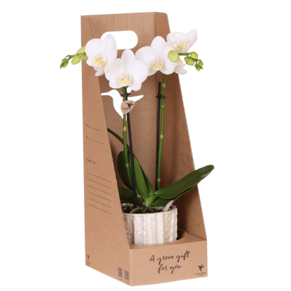 Kolibri Orchids | Weiße Amabilis Orchidee Geschenkset - inkl. Giftbox, Orchidee & Übertopf - Ø9cm