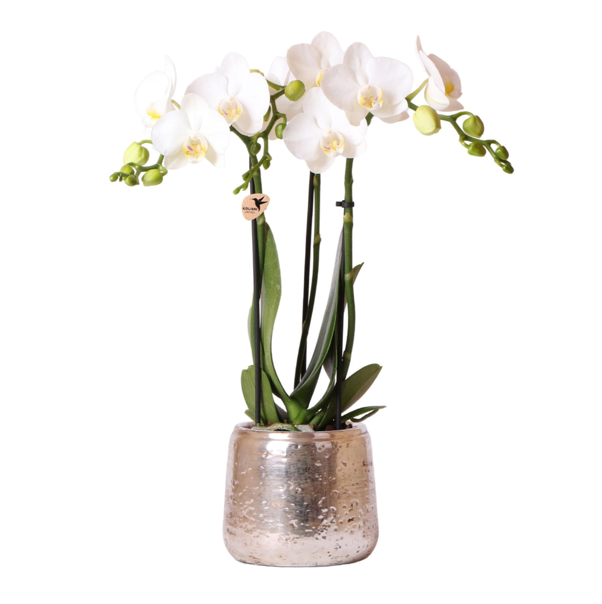 Kolibri Orchids | weiße Phalaenopsis Orchidee - Amabilis + Luxus-Ziertopf silber - Topfgröße Ø9cm - 40cm hoch | blühende Zimmerpflanze im Blumentopf - frisch vom Züchter