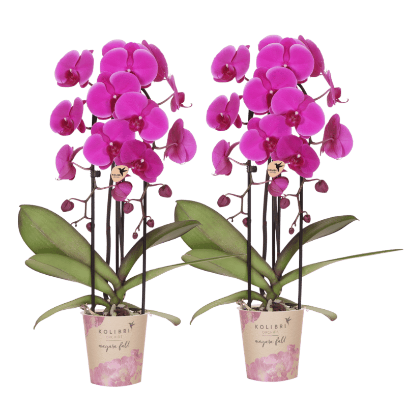 Kolibri Orchids | Kombi-Angebot - 2 Violette Phalaenopsis Orchideen Niagara Fall Free Ride - Ø12 cm