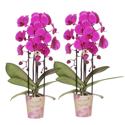Kolibri Orchids | Kombi-Angebot - 2 Violette Phalaenopsis Orchideen Niagara Fall Free Ride - Ø12 cm