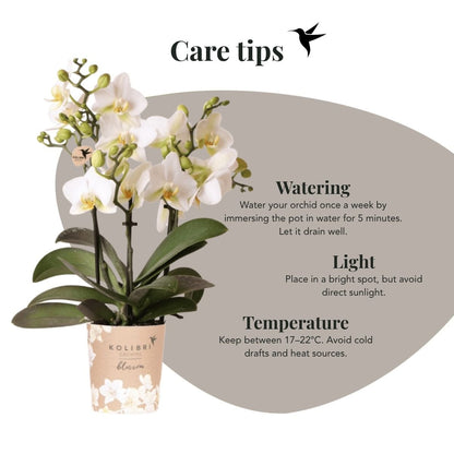 Kolibri Orchids | Kombi-Angebot - 2 Weiße Phalaenopsis Orchideen Blossom Lausanne - Ø9 cm