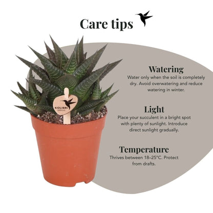 Kolibri Greens | Grünpflanze - Sukkulente Haworthia Limifolia - Grüne Zimmerpflanze - Frisch vom Züchter - Ø9cm