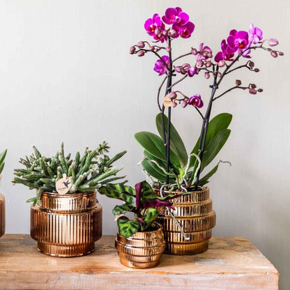 Kolibri Home | Allure Shiny Übertopf - Bronze - Ø9cm