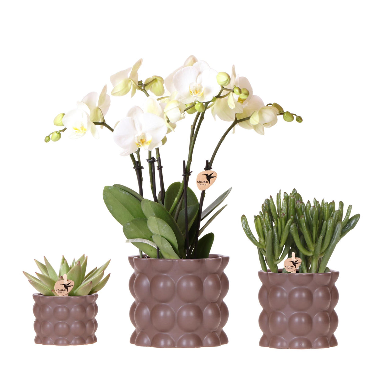 Pflanzenset Cotton Braun | Grüne Pflanzen mit Weißer Phalaenopsis-Orchidee Ghent in Keramischen Ziertöpfen