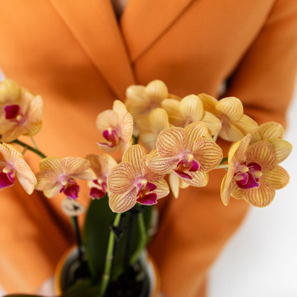 Kolibri Orchids | orange Phalaenopsis Orchidee Topfgröße Ø9cm | Jamaica | blühende Zimmerpflanze - frisch vom Züchter