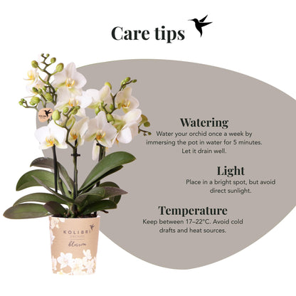 Kolibri Orchids | Weiße Phalaenopsis-Orchidee - Lausanne - Topfgröße Ø9cm | Blühende Zimmerpflanze - frisch vom Züchter