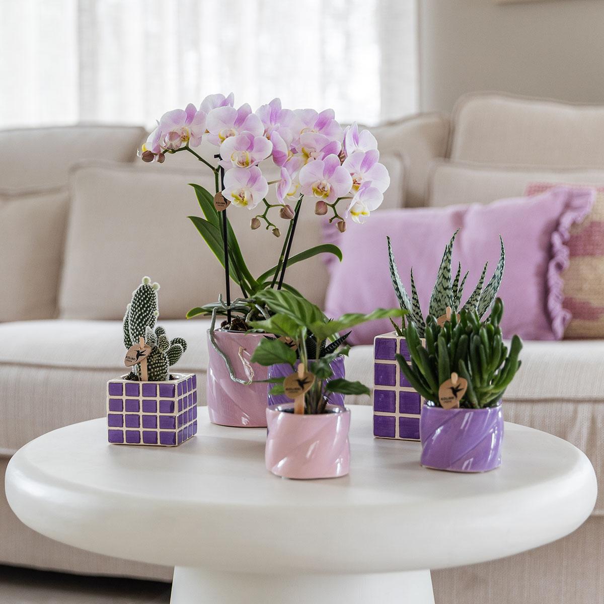 Kolibri Orchids | Rosa Phalaenopsis Orchidee - Portugal - Topfgröße Ø9cm | Blühende Zimmerpflanze - Frisch vom Züchter