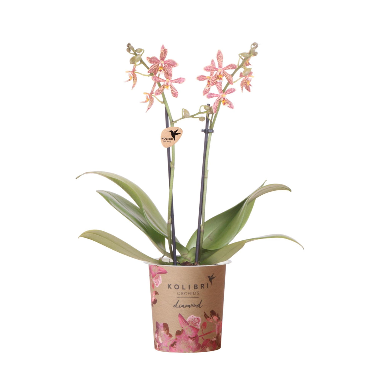 Kolibri Orchideen | orangefarbene Phalaenopsis-Orchidee – Spider – Topfgröße Ø9 cm | blühende Zimmerpflanze – frisch vom Züchter