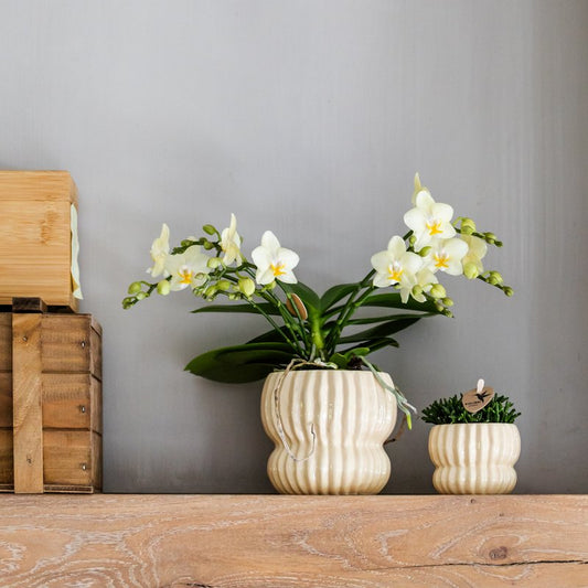 Kolibri Orchids | Gelbe Botanic Orchidee + Horizon Übertopf gelb – Topfgröße Ø9cm | blühende Zimmerpflanze – frisch vom Züchter