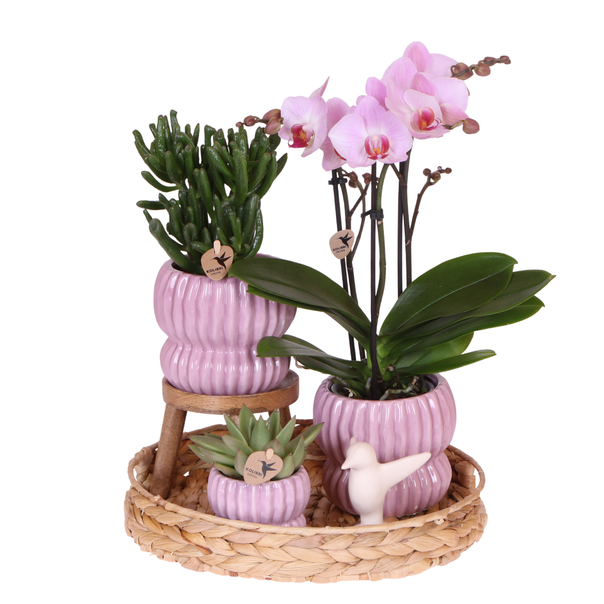 Kolibri Orchids | Geschenkset Horizon Rosa - Rosa Phalaenopsis Orchidee Mineral Antwerpen & Sukkulenten