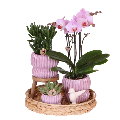 Kolibri Orchids | Geschenkset Horizon Rosa - Rosa Phalaenopsis Orchidee Mineral Antwerpen & Sukkulenten