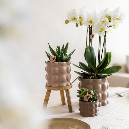 Kombi‑Deal | Cotton Sand Übertopf‑Set