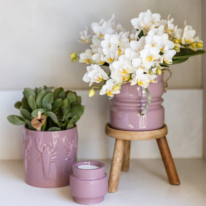 Kolibri Orchids | Kombi-Angebot - 2 Weiße Phalaenopsis Orchideen Botanic Nazare - Ø9 cm