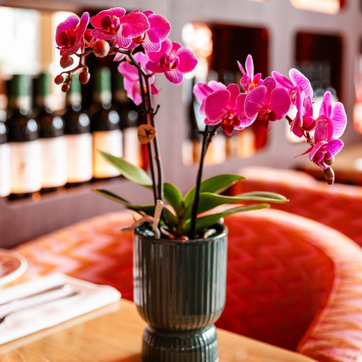 Kolibri Orchids | Lila/rosa Phalaenopsis Orchidee - Mineral Vienna - Topfgröße Ø9cm | blühende Zimmerpflanze - frisch vom Züchter