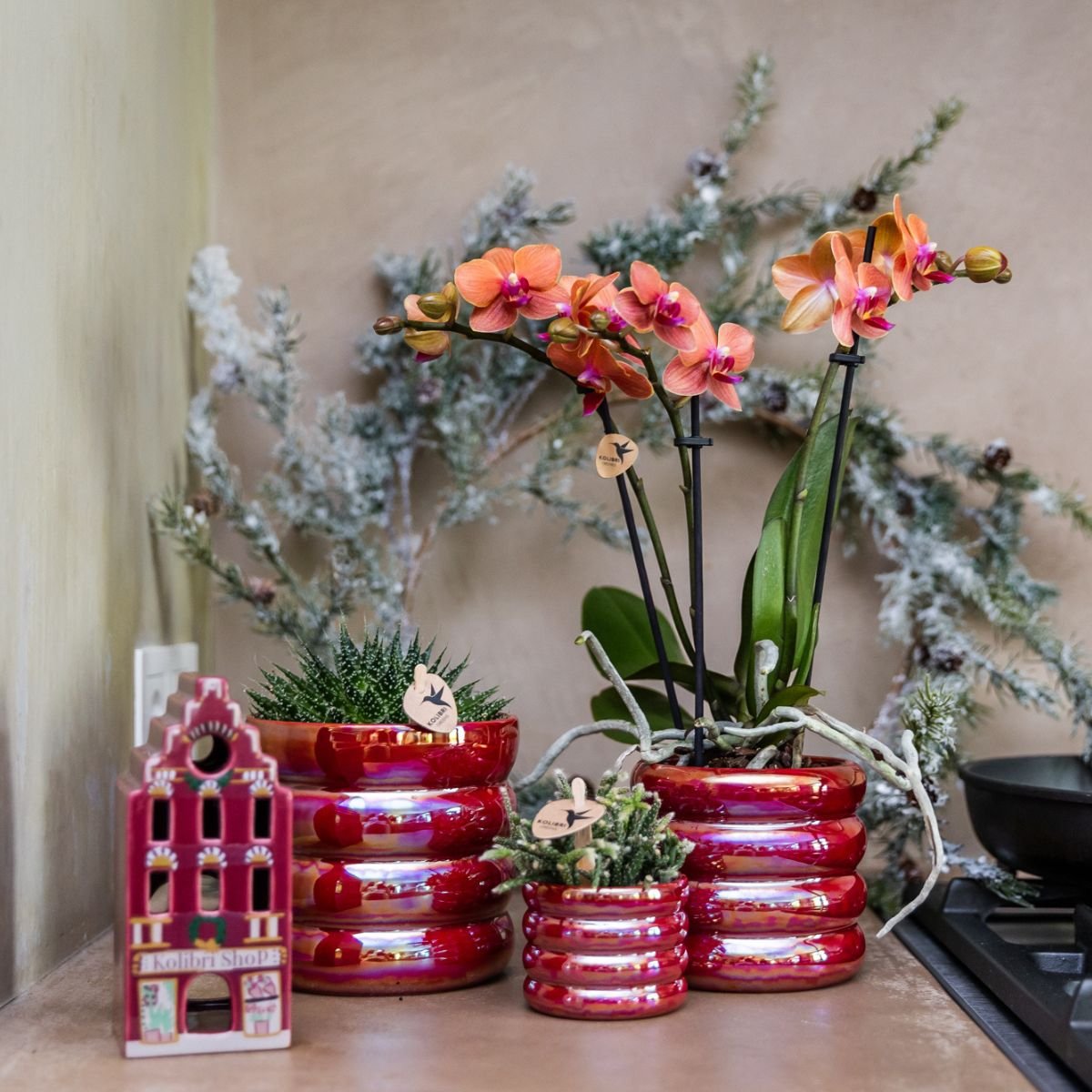 Kolibri Orchids | Pflanzenset Glow Rot - Rote Phalaenopsis Orchidee Blossom Congo & 2 Sukkulenten