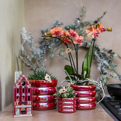 Kolibri Orchids | Pflanzenset Glow Rot - Rote Phalaenopsis Orchidee Blossom Congo & 2 Sukkulenten