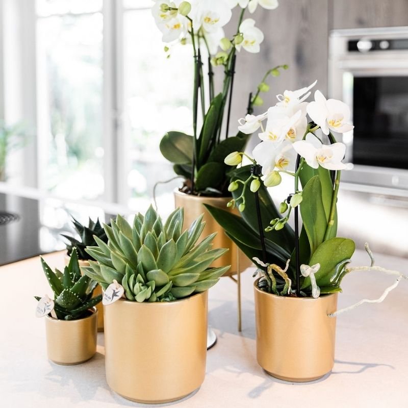 Kolibri Orchids | Weiße Phalaenopsis-Orchidee - Niagara Fall White - Blühende Zimmerpflanze - Frisch vom Züchter - Ø9cm