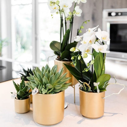 Kolibri Orchids | Weiße Phalaenopsis-Orchidee - Niagara Fall White - Blühende Zimmerpflanze - Frisch vom Züchter - Ø9cm