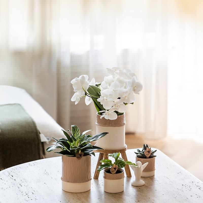 Kolibri Home | Bamboo Übertopf - Sand - Ø6cm