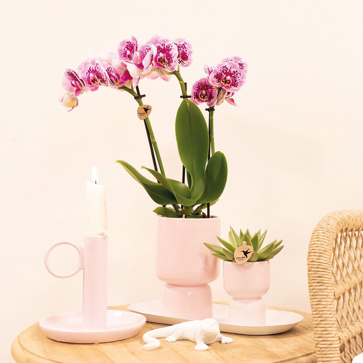 Kolibri Orchids | Rosa lila Phalaenopsis Orchidee - El Salvador - Topfgröße Ø9cm | blühende Zimmerpflanze - frisch vom Züchter
