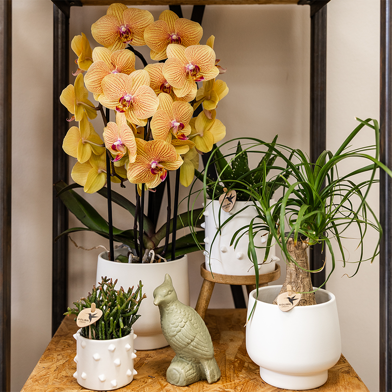 Sunny (Phalaenopsis Sunny Bunny)