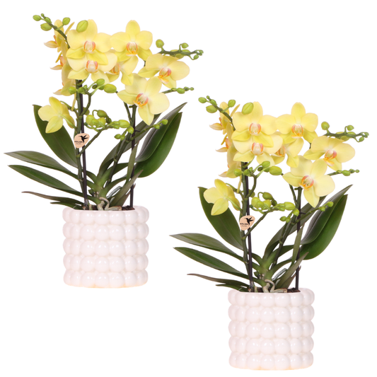 Set Solea Poppy White