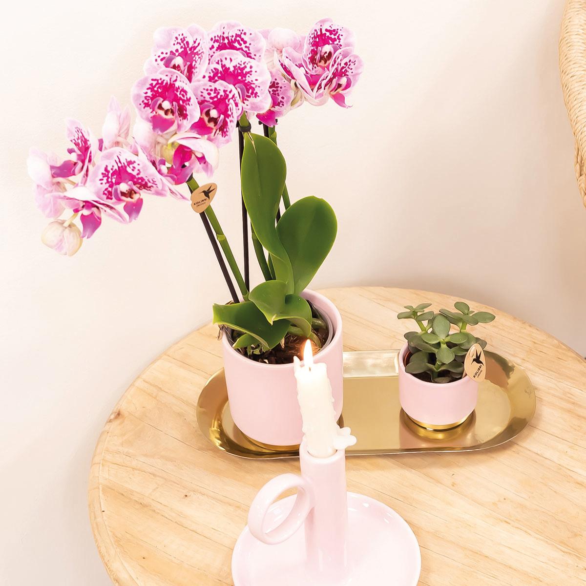 Kolibri Orchids | Rosa lila Phalaenopsis Orchidee - El Salvador - Topfgröße Ø9cm | blühende Zimmerpflanze - frisch vom Züchter