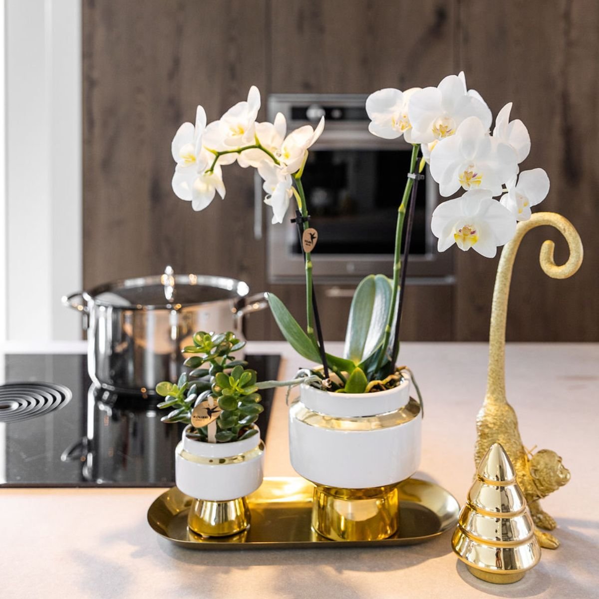 Kolibri Orchids | Geschenkset Le Chic Gold - Weiße Phalaenopsis Orchidee Mineral Amabilis & Sukkulente