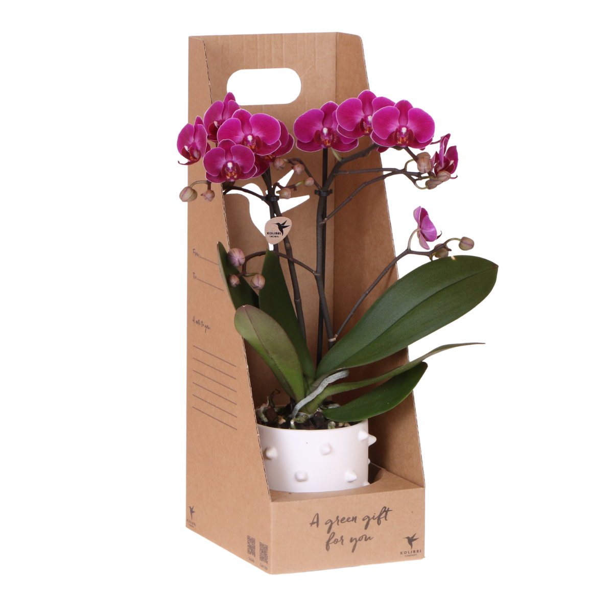 Kolibri Orchids | Violette Phalaenopsis Orchidee - Mineral Morelia im Spike Übertopf Weiß mit Geschenkbox - Ø9 cm