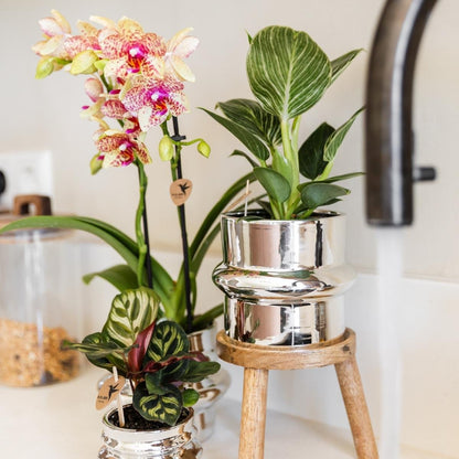 Kolibri Orchids | Kombi-Angebot - 4 Orange-Gelbe Phalaenopsis Orchideen Mineral Grosseto - Ø9 cm