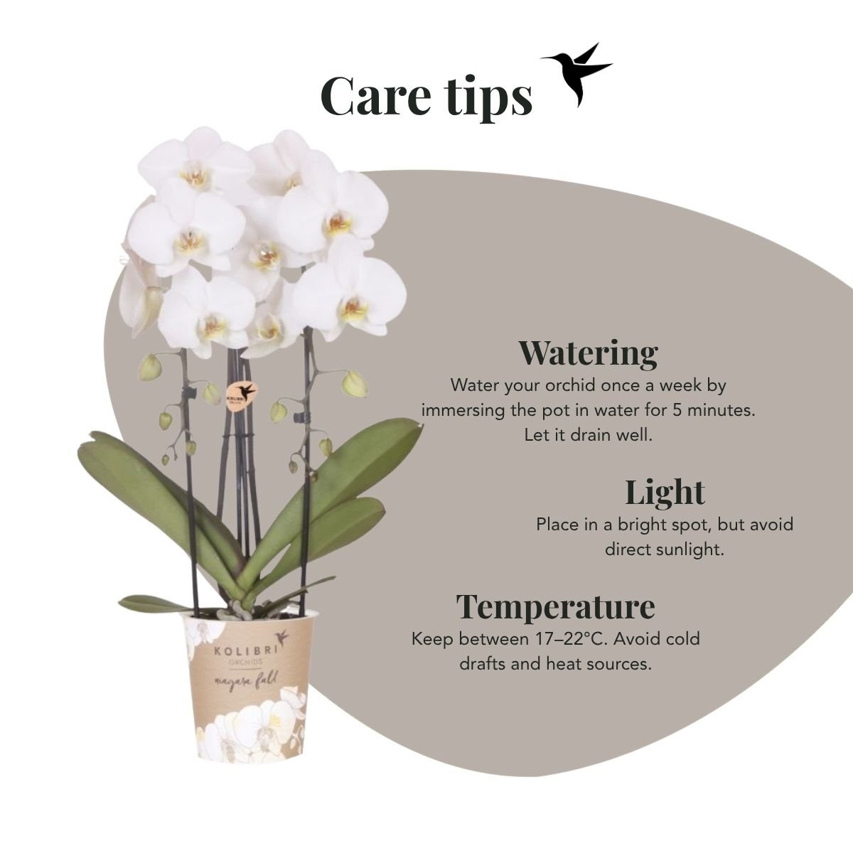 Kolibri Orchids | Kombi-Angebot - 2 Weiße Phalaenopsis Orchideen Niagara Fall White - Ø12 cm