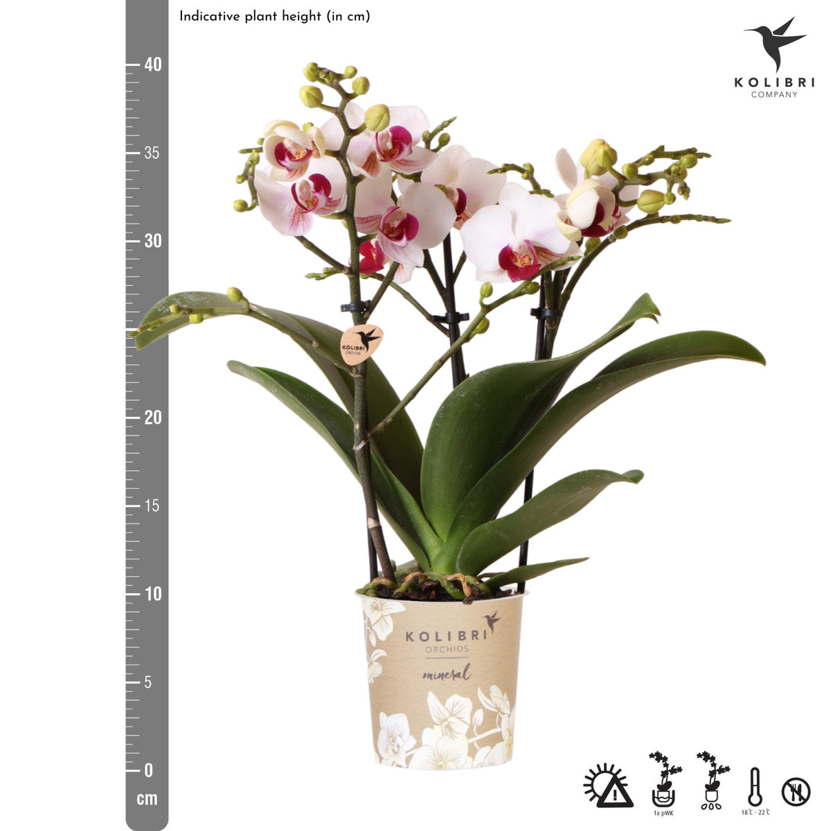 Emma (Phalaenopsis Gibraltar)