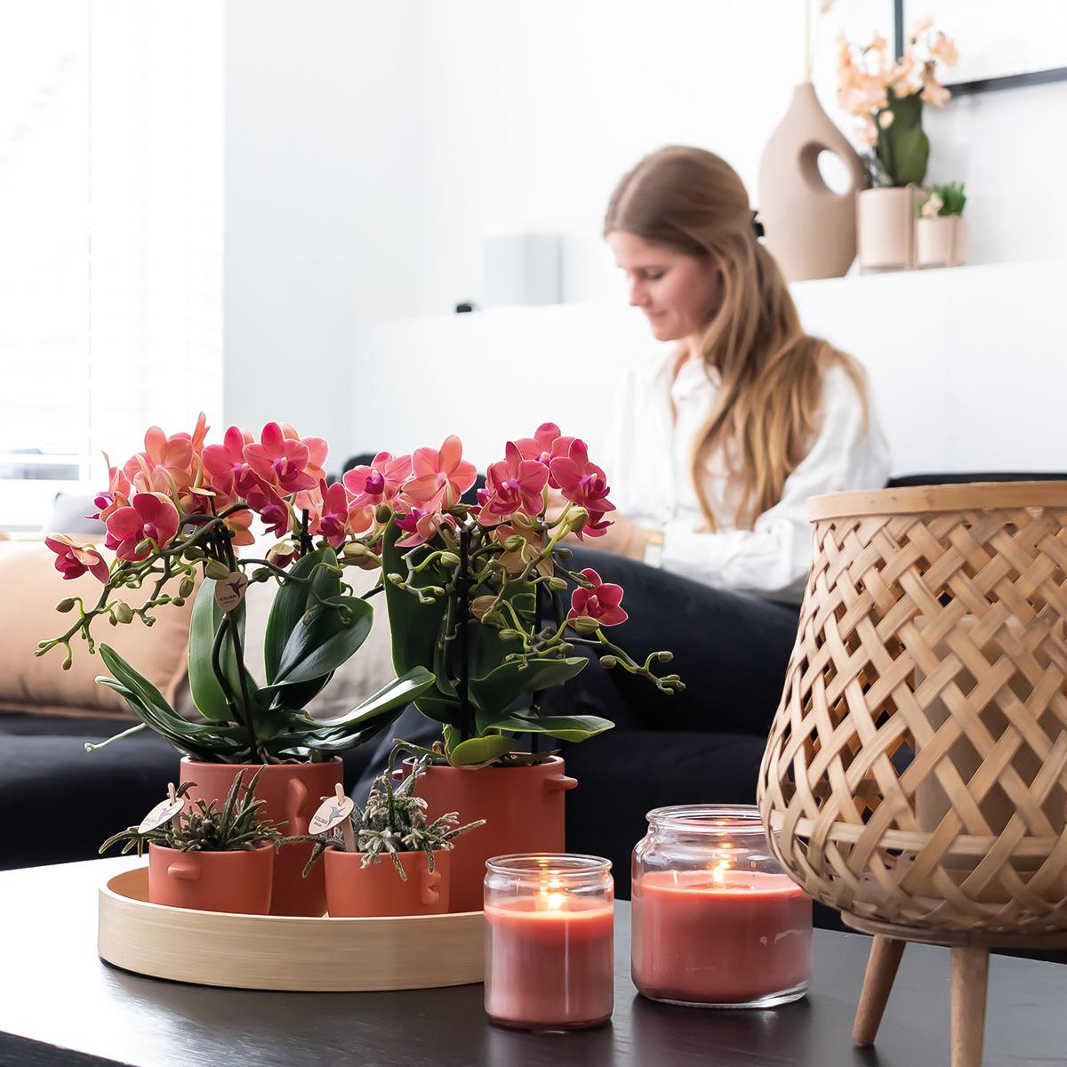 Kolibri Orchids | COMBI DEAL von 2 roten Phalaenopsis Orchideen - Kongo - Topfgröße Ø9cm blühende Zimmerpflanze - frisch vom Züchter