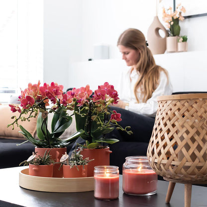 Kolibri Orchids | COMBI DEAL von 2 roten Phalaenopsis Orchideen - Kongo - Topfgröße Ø9cm blühende Zimmerpflanze - frisch vom Züchter