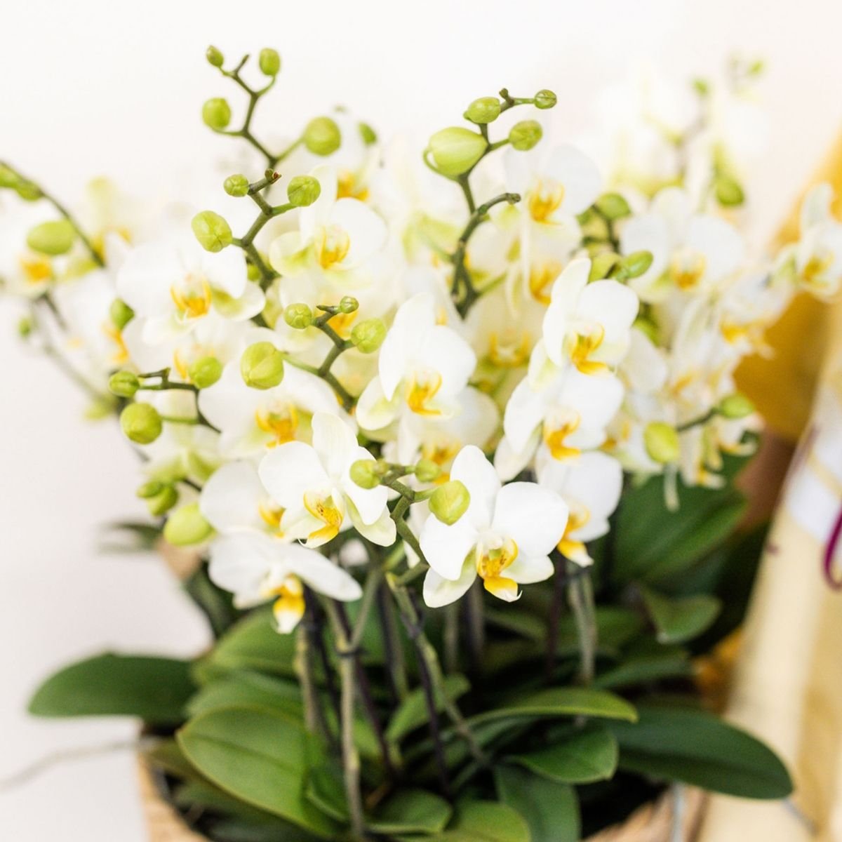 Kolibri Orchids | Weißes Mono Bouquet Blossom Lausanne im Reed Basket